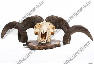 Photo Textures of Mouflon Skull 